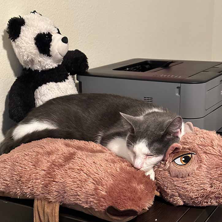 Photograph of my cat, Oatmilk. She's laying on a Capybara pillow pet with a stuffed panda behind her on the left of the image and a printer behind her on the right side of the image.